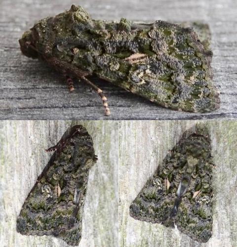Aedia leucomelas
